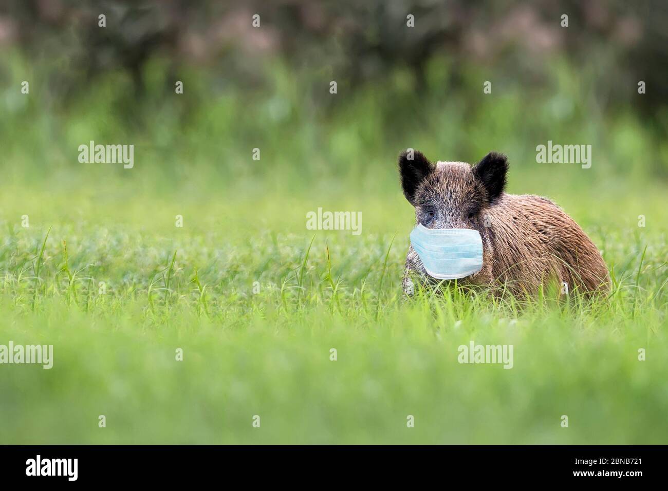 Wildschwein in einer Lichtung in der Maske Stockfoto