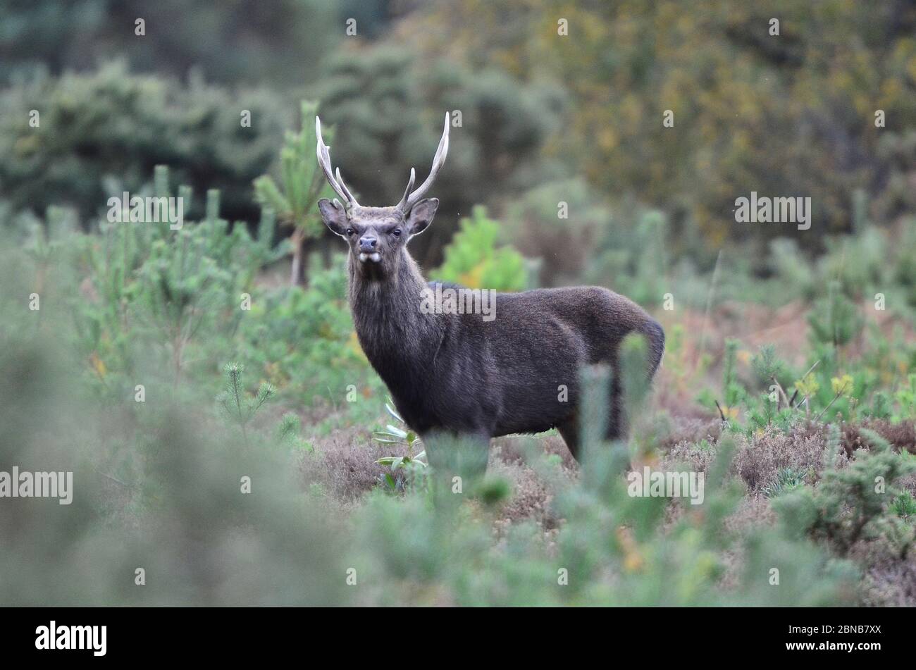 sikahirsch während der Herbstruhe Stockfoto