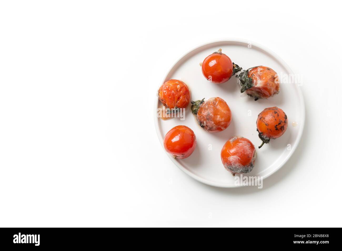 Hässlicher Schimmel auf Tomaten. Unsachgemäße Lagerung von Lebensmitteln. Nahaufnahme. Stockfoto