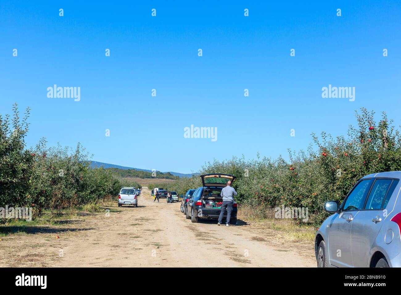 Leute, die Äpfel im Garten pflücken. Autos zwischen Apfelbäumen Reihen geparkt. Der Mensch legt die Apfelernte in den Kofferraum. Erntekonzept. Platz für Text Stockfoto