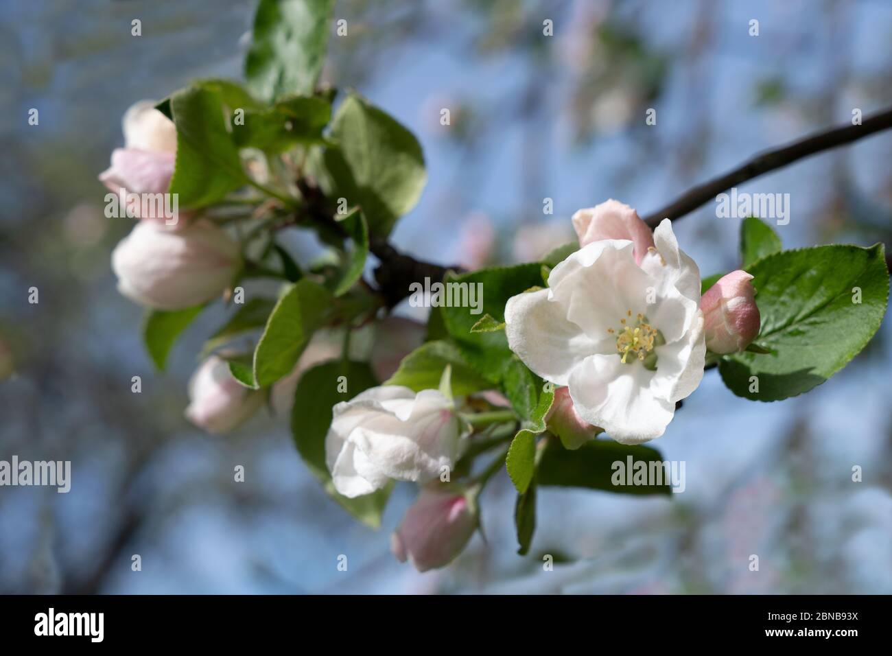 Blüten und Knospen am Ast eines Apfelbaums Stockfoto