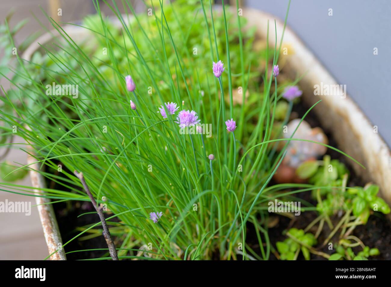 Frischer Schnittlauch, der im Freien in einem Metallbehälter wächst, mit Nahaufnahme der bunten lila Blüten Stockfoto