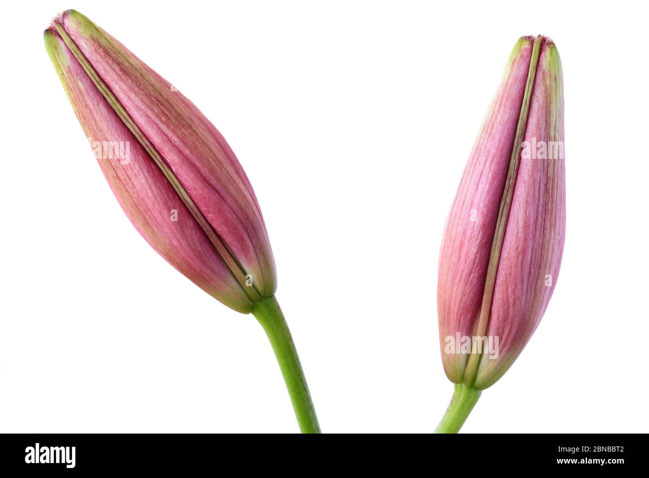 Lilium Asiatische Lilie Blütenknospen Juni Stockfoto