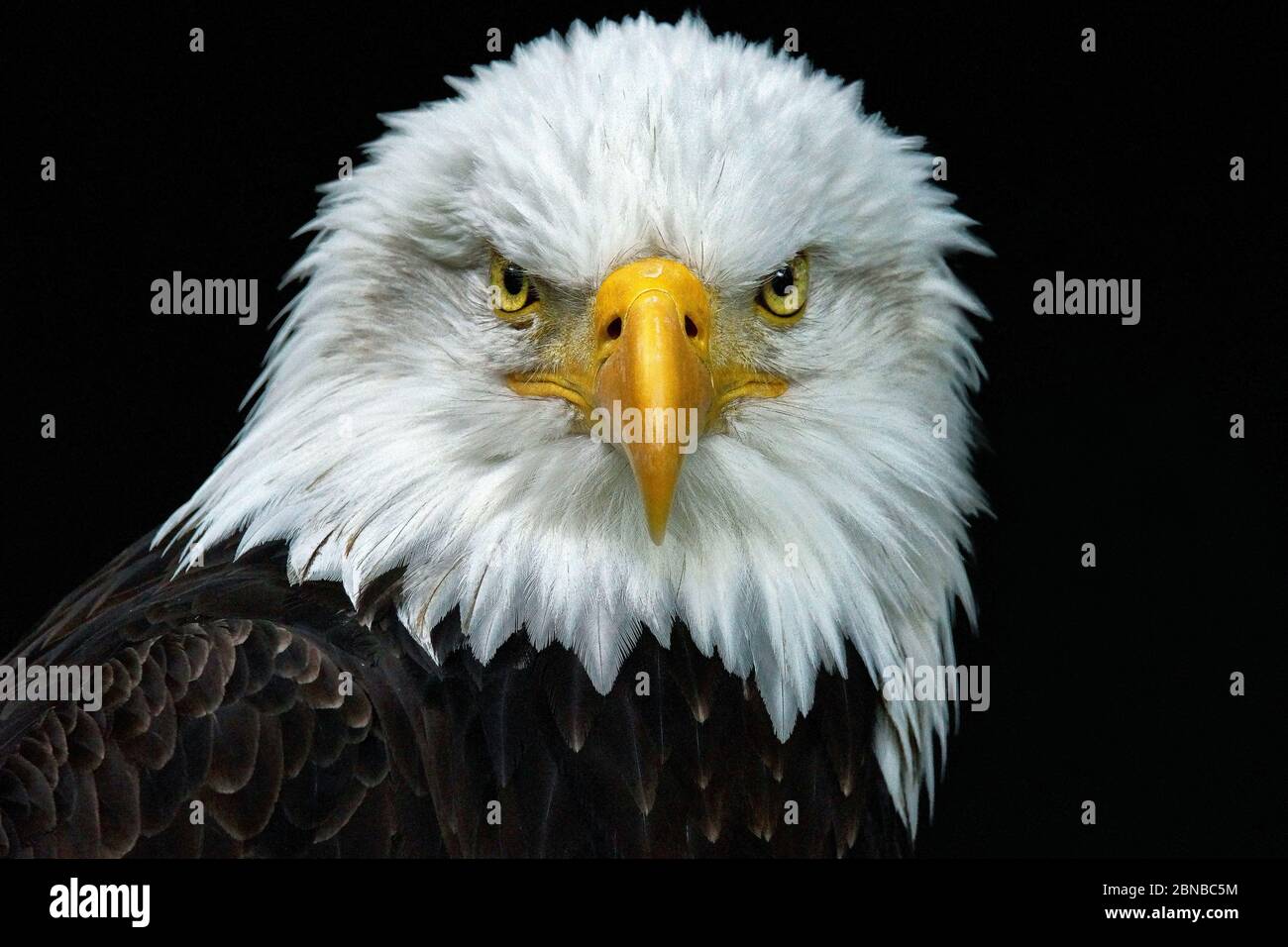 Amerikanischer Weißkopfseeadler (Haliaeetus leucocephalus), Porträt, USA, Florida, Everglades National Park Stockfoto