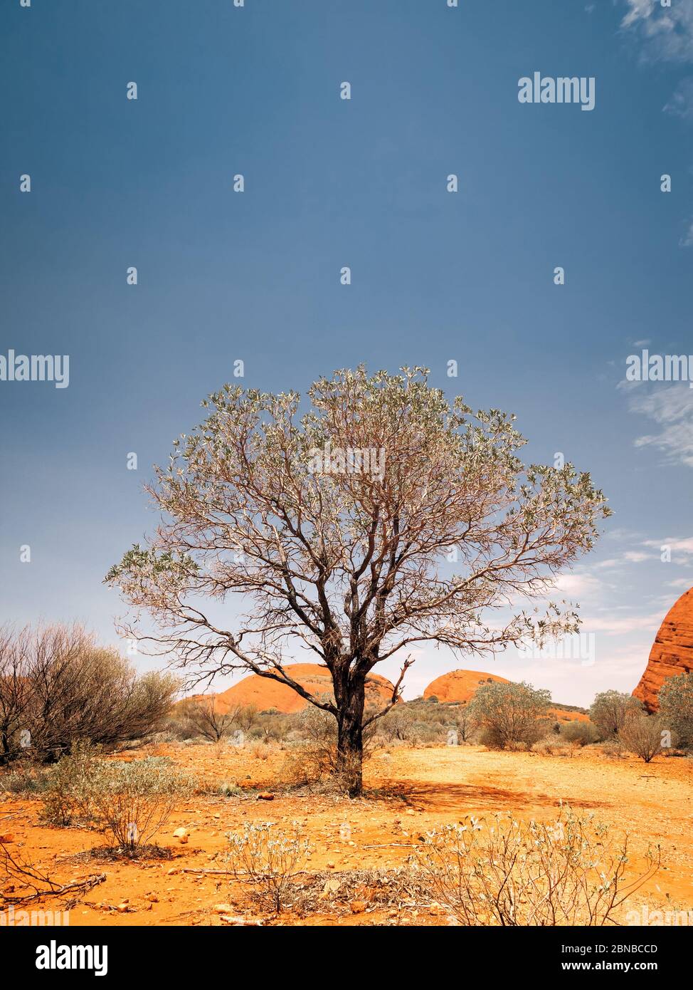 Baum in der australischen Wüste, Australien Stockfoto
