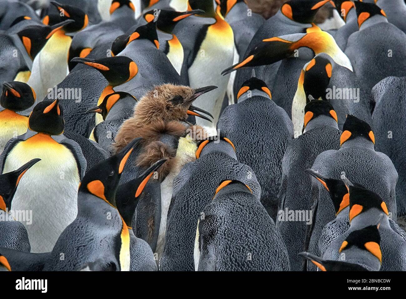 Königspinguin (Aptenodytes patagonicus), Kolonie, Antarktis, Salisbury Plains, Cierva Cove Stockfoto