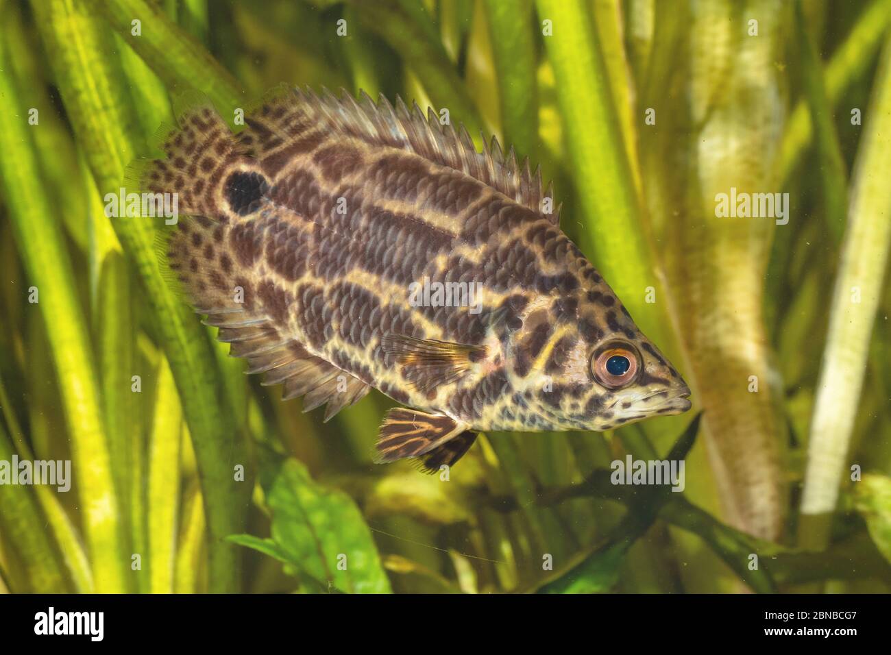 leopardenbuschfisch (Ctenopoma acutirostre), gähnend Stockfoto