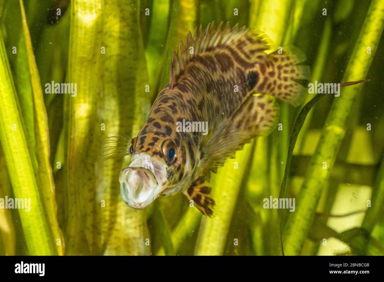 leopardenbuschfisch (Ctenopoma acutirostre), gähnend Stockfoto