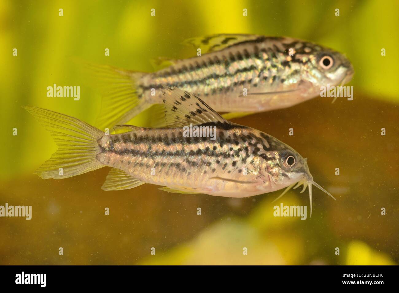 Napo Cory (Corydoras napoensis), Paar Stockfoto