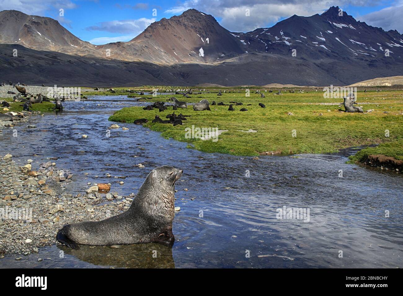 Antarktische Robbe (Arctocephalus Gazella), Gruppe in Lebensraum, Antarktis, Suedgeorgien, Fortuna Bay Stockfoto