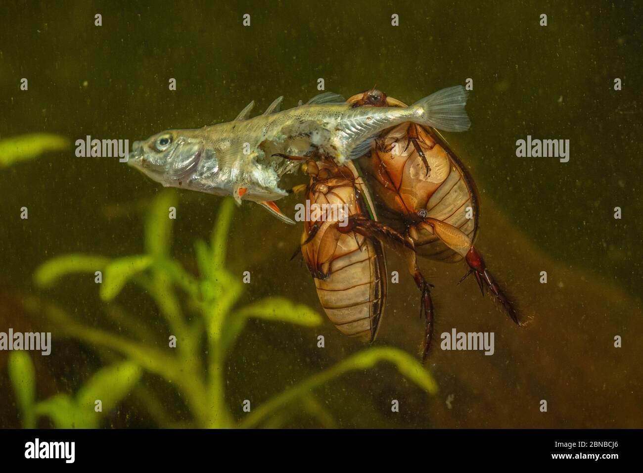 Tauchkäfer (Cybister lateralimarginalis, Scaphinectes lateralimarginalis), zwei Käfer ernähren sich von dreistacheligen Stichleback, Deutschland Stockfoto