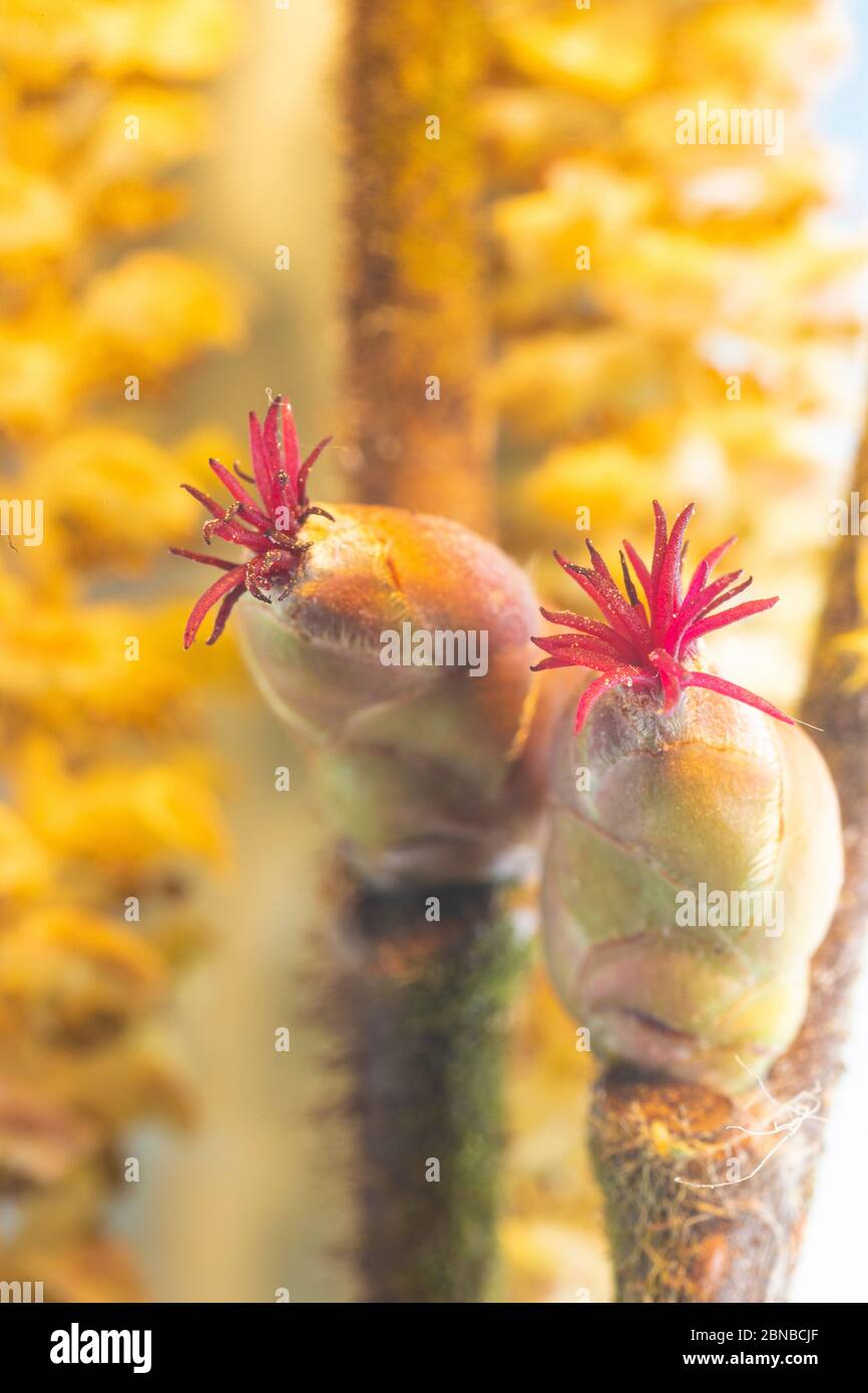 Haselnuss (Corylus avellana), weibliche Blütenstände, Deutschland, Bayern, Isental Stockfoto