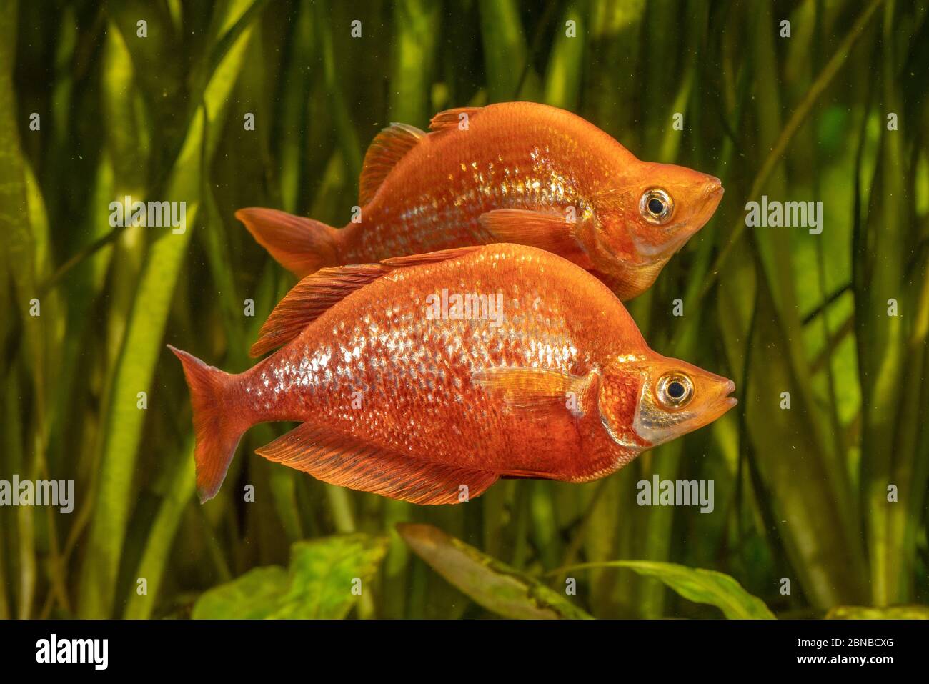 Roter Regenbogenfisch, Lachsroter Regenbogenfisch, Neuguinea roter Irianischer Regenbogenfisch (Glossolepis incisus), mit nupealer Färbung Stockfoto