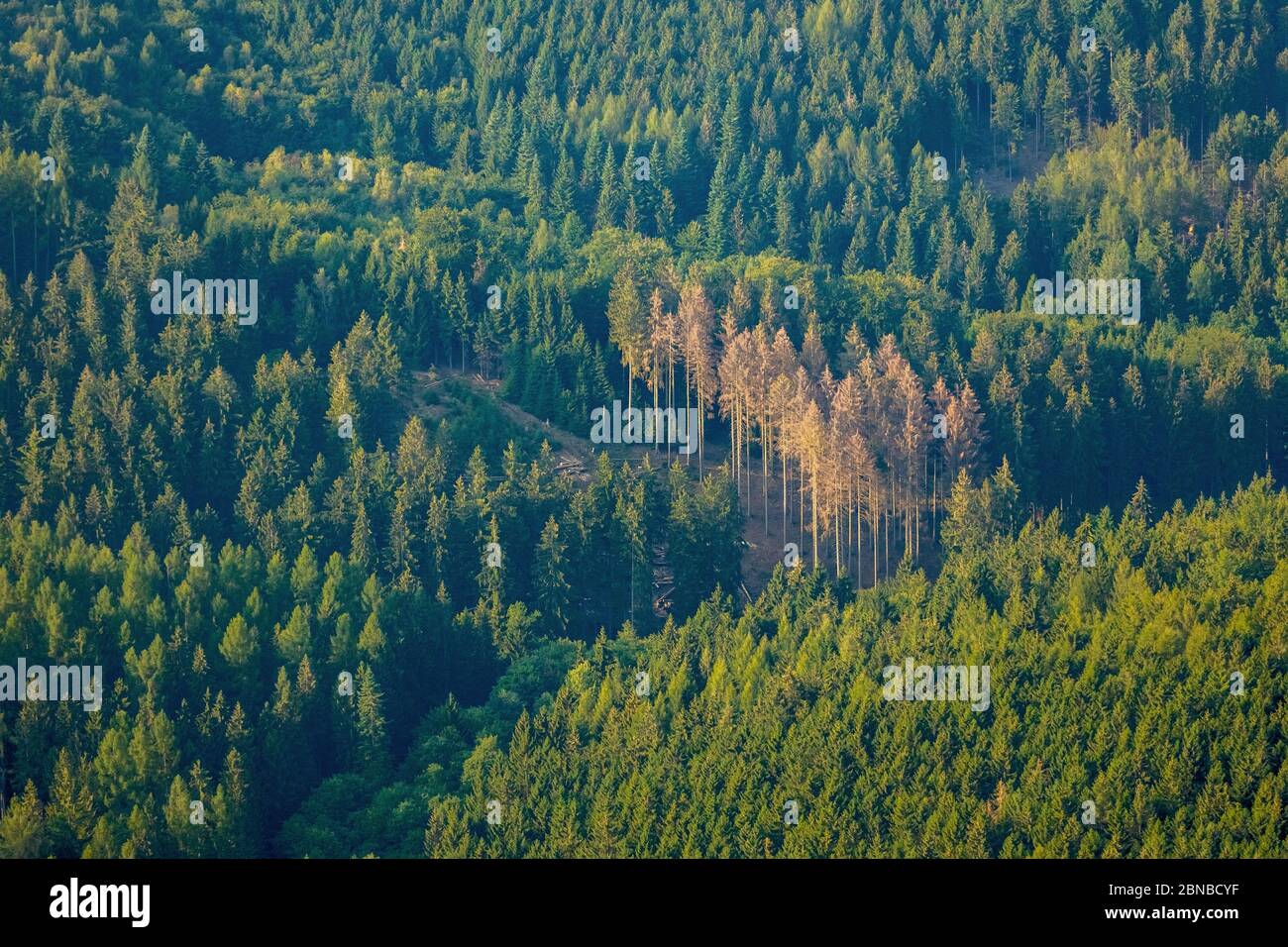 Fichte (Picea abies), Wald zwischen Stemel und Sundern, Trockenheitsschäden, 30.08.2019, Luftbild, Deutschland, Nordrhein-Westfalen, Sauerland, Sundern Stockfoto
