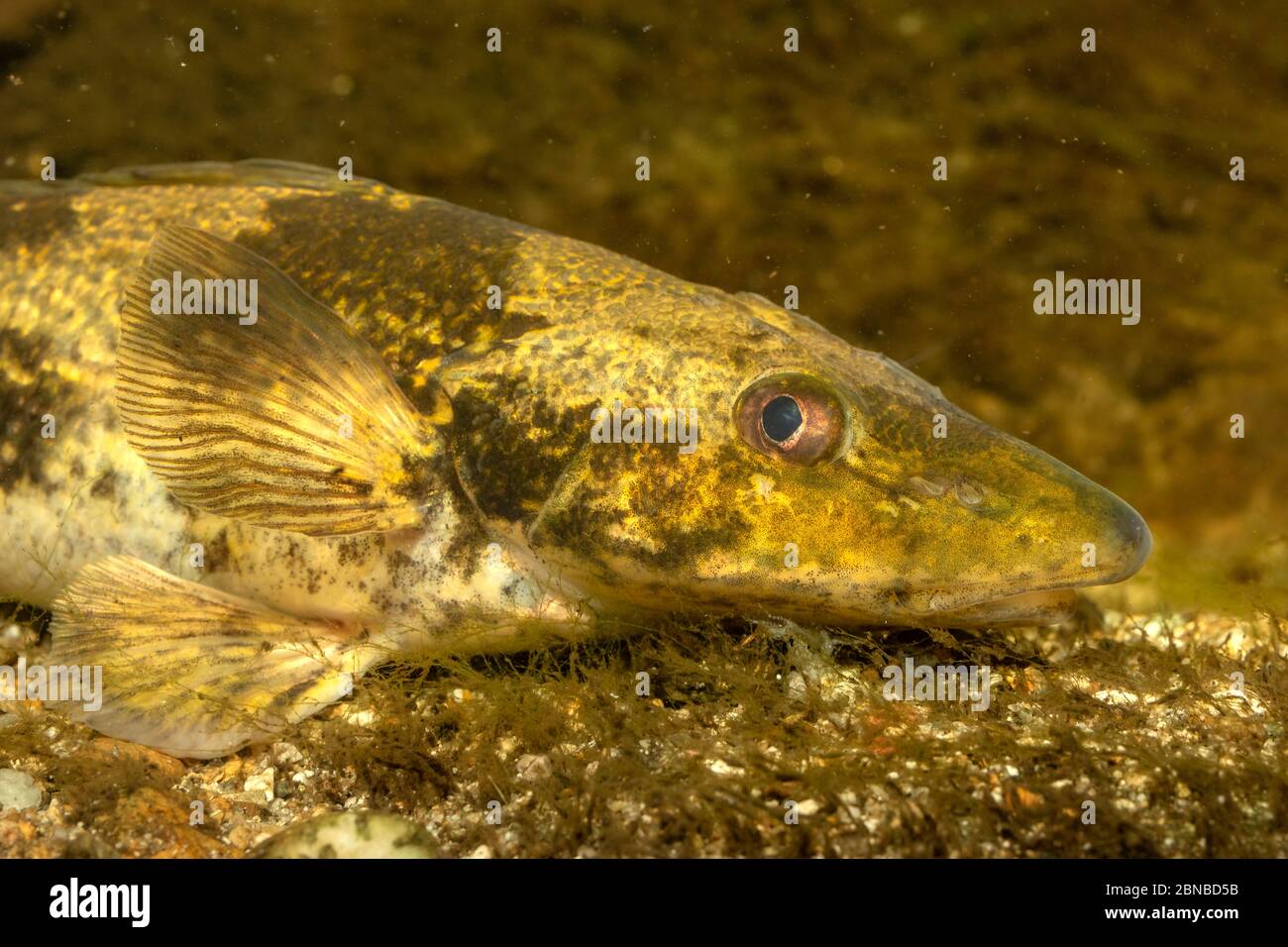 zingel (Zingel Zingel), Porträt Stockfoto