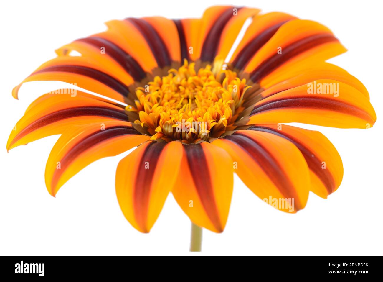 Gazania Juli Stockfoto
