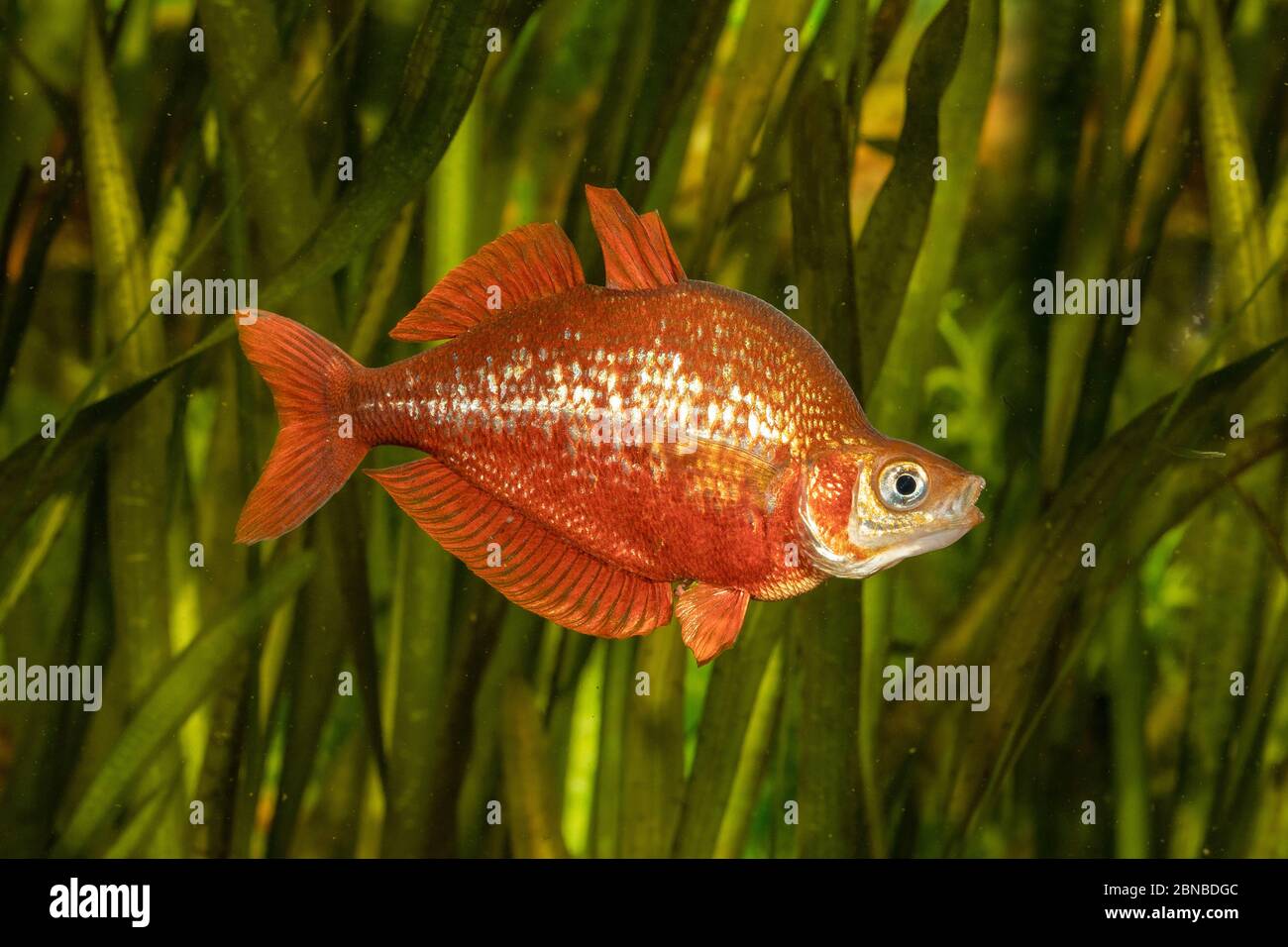 Roter Regenbogenfisch, Lachsroter Regenbogenfisch, Neuguinea roter Irianischer Regenbogenfisch (Glossolepis incisus), beeindruckendes Verhalten, nupitielle Färbung Stockfoto