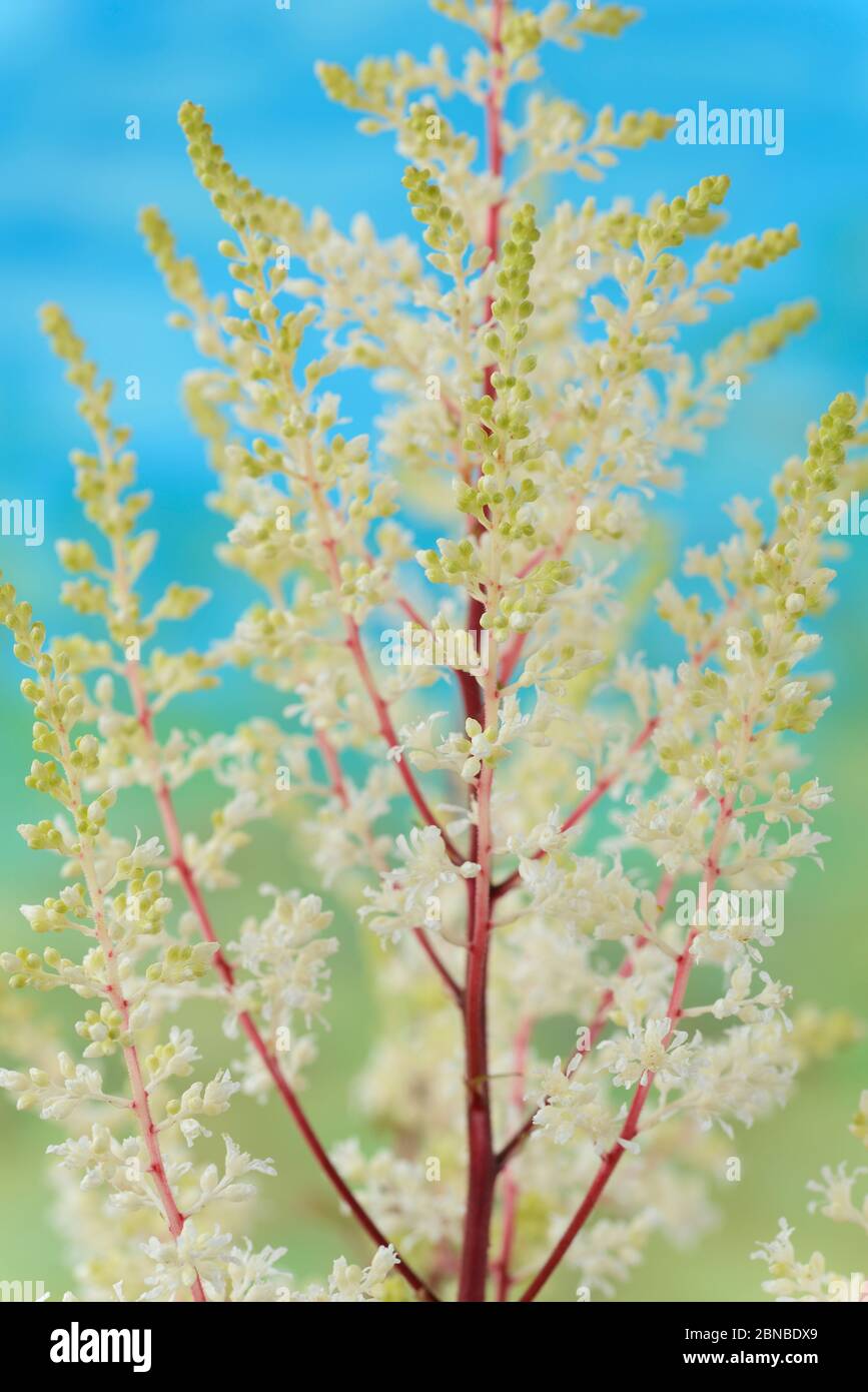 Astilbe Falscher Ziegenbart Juli Stockfoto