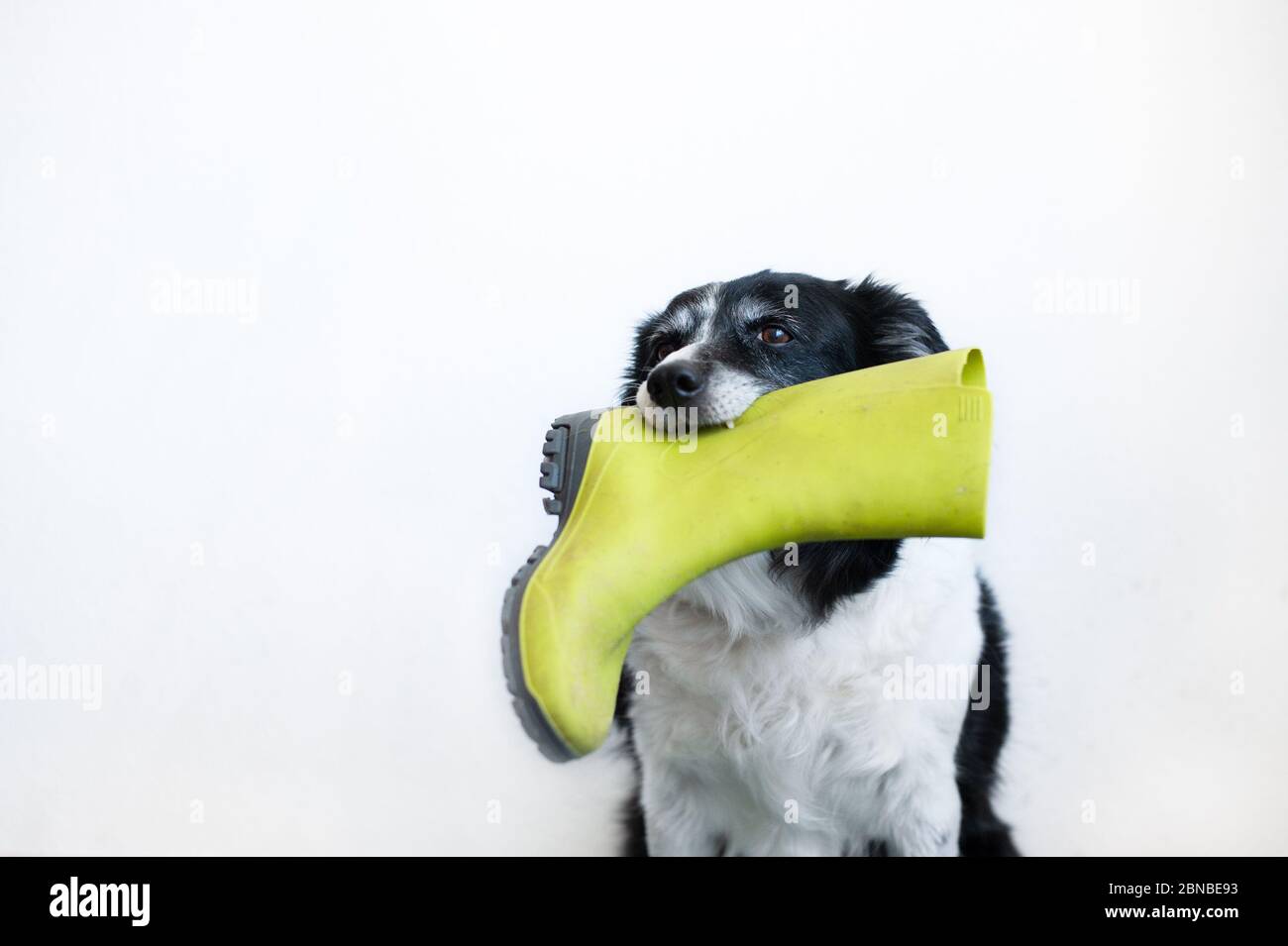 Niedliche schwarz-weiße Bordüre Collie. Hund mit grünem Gummistiefel im Mund. Stockfoto