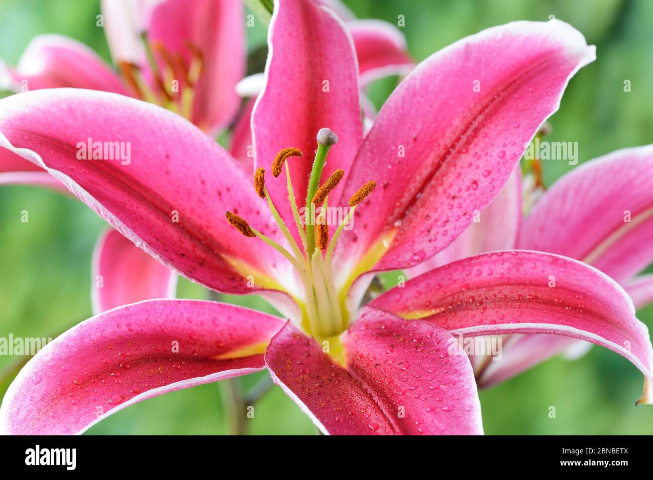 Lilium Orientalische Hybride Lilie Juli Stockfoto