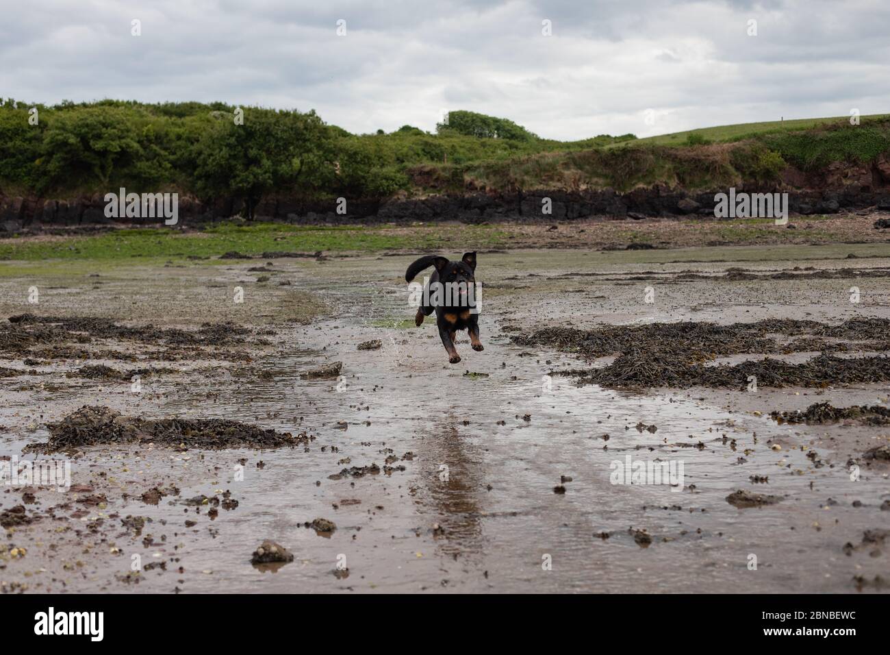Rottweiler läuft am Strand Stockfoto