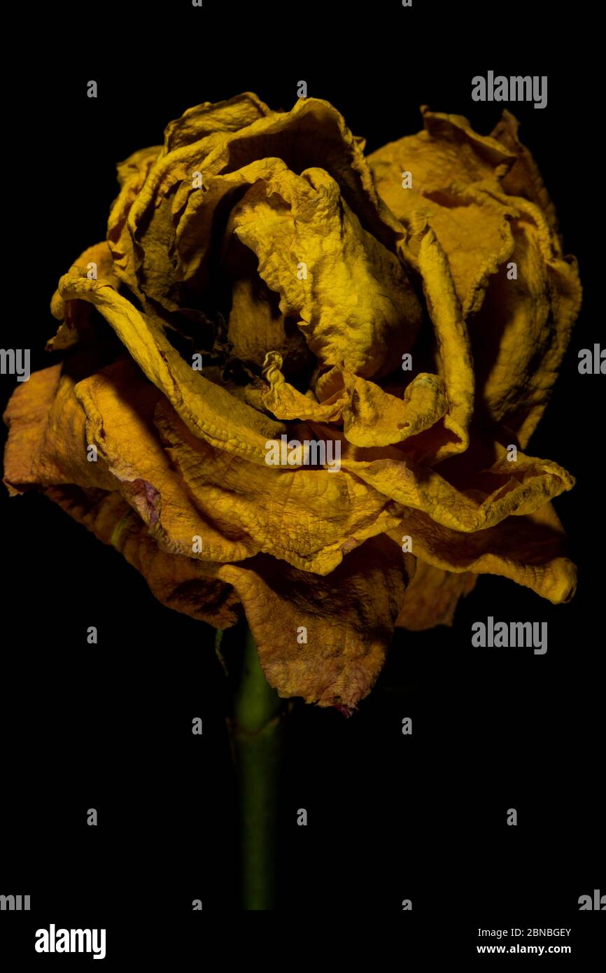 Vertikale Nahaufnahme einer getrockneten gelben Rose unter den Lichtern Isoliert auf schwarzem Hintergrund Stockfoto