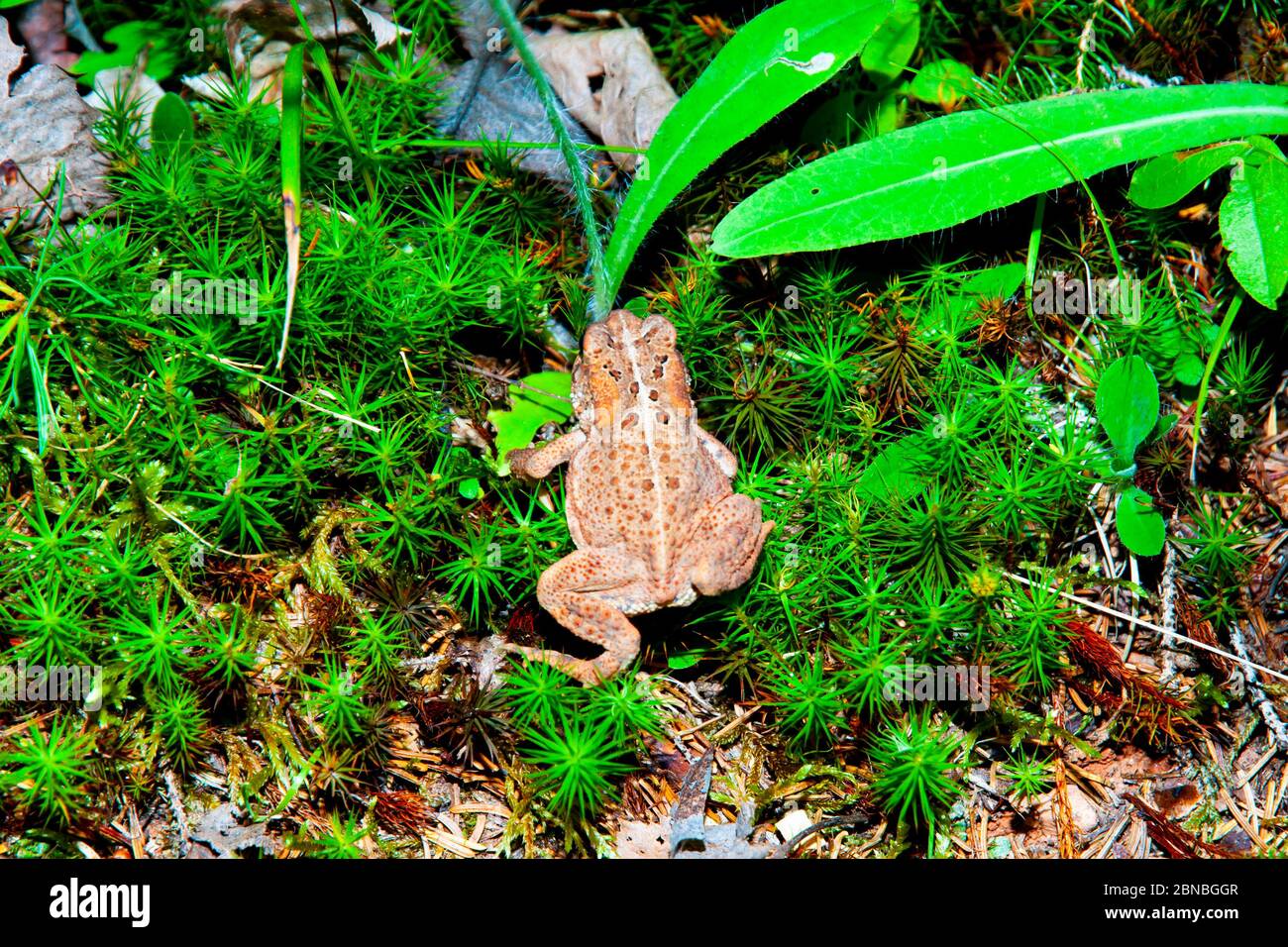 Amerikanische Kröte in der Wildnis Stockfoto