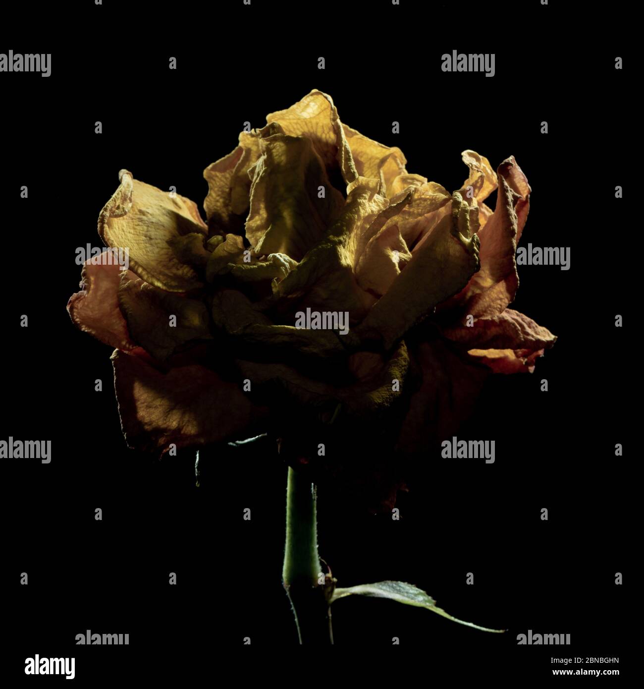 Nahaufnahme einer getrockneten gelben Rose unter den Lichtern isoliert Auf schwarzem Hintergrund Stockfoto