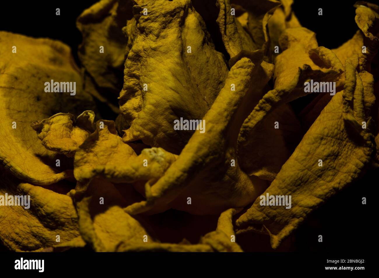 Nahaufnahme der Blätter einer getrockneten gelben Rose unter Die Lichter - cool für Hintergründe Stockfoto