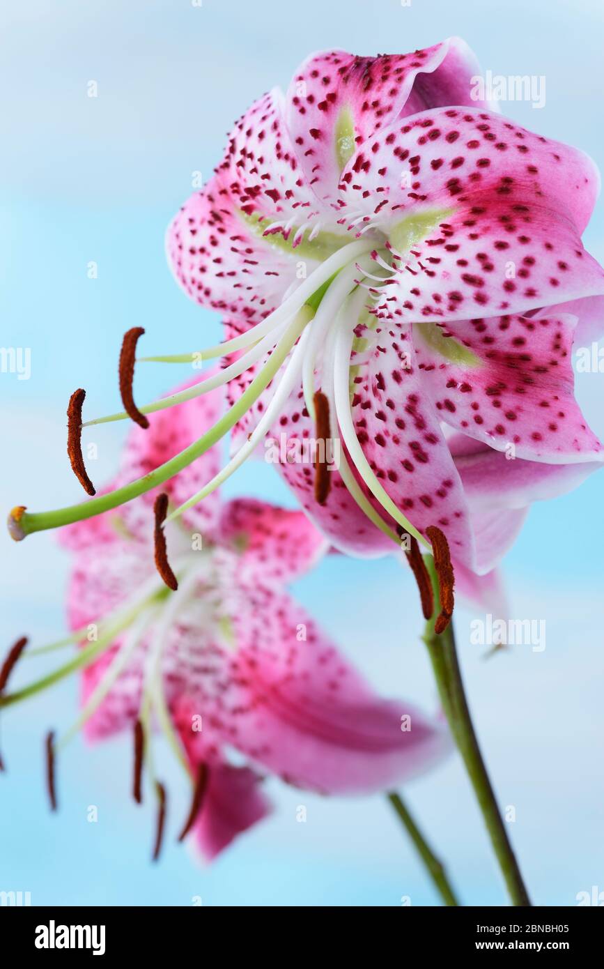 Lilium speciosum var. rubrum Arten Lilie August Stockfoto