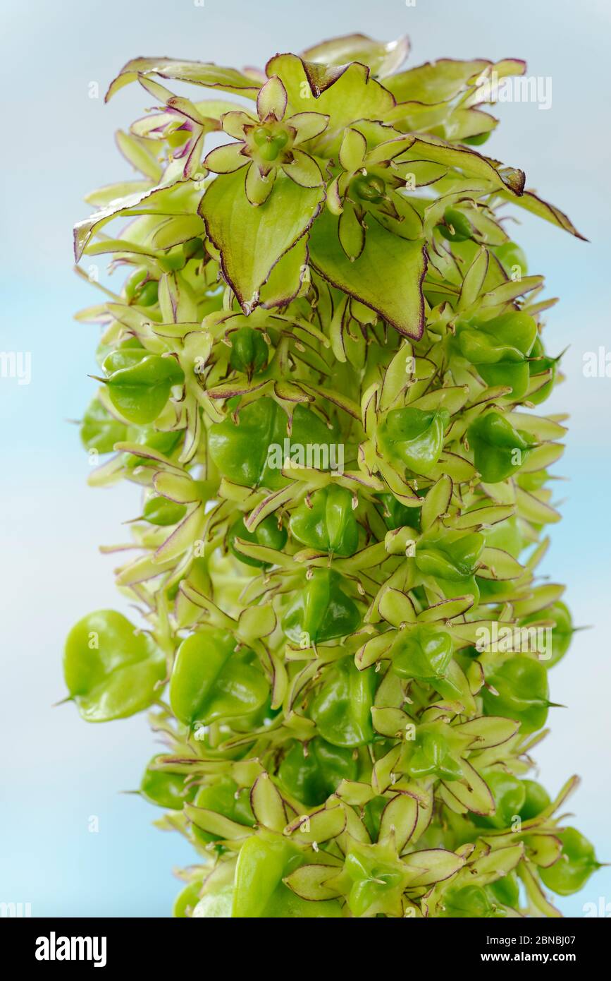 Eucomis bicolor AGM zweifarbige Ananas Lilie Seed Heads September Stockfoto