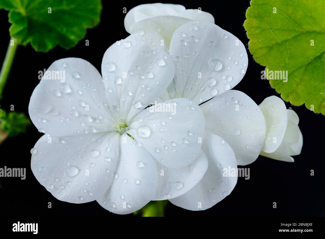 Pelargonium blume september -Fotos und -Bildmaterial in hoher Auflösung ...