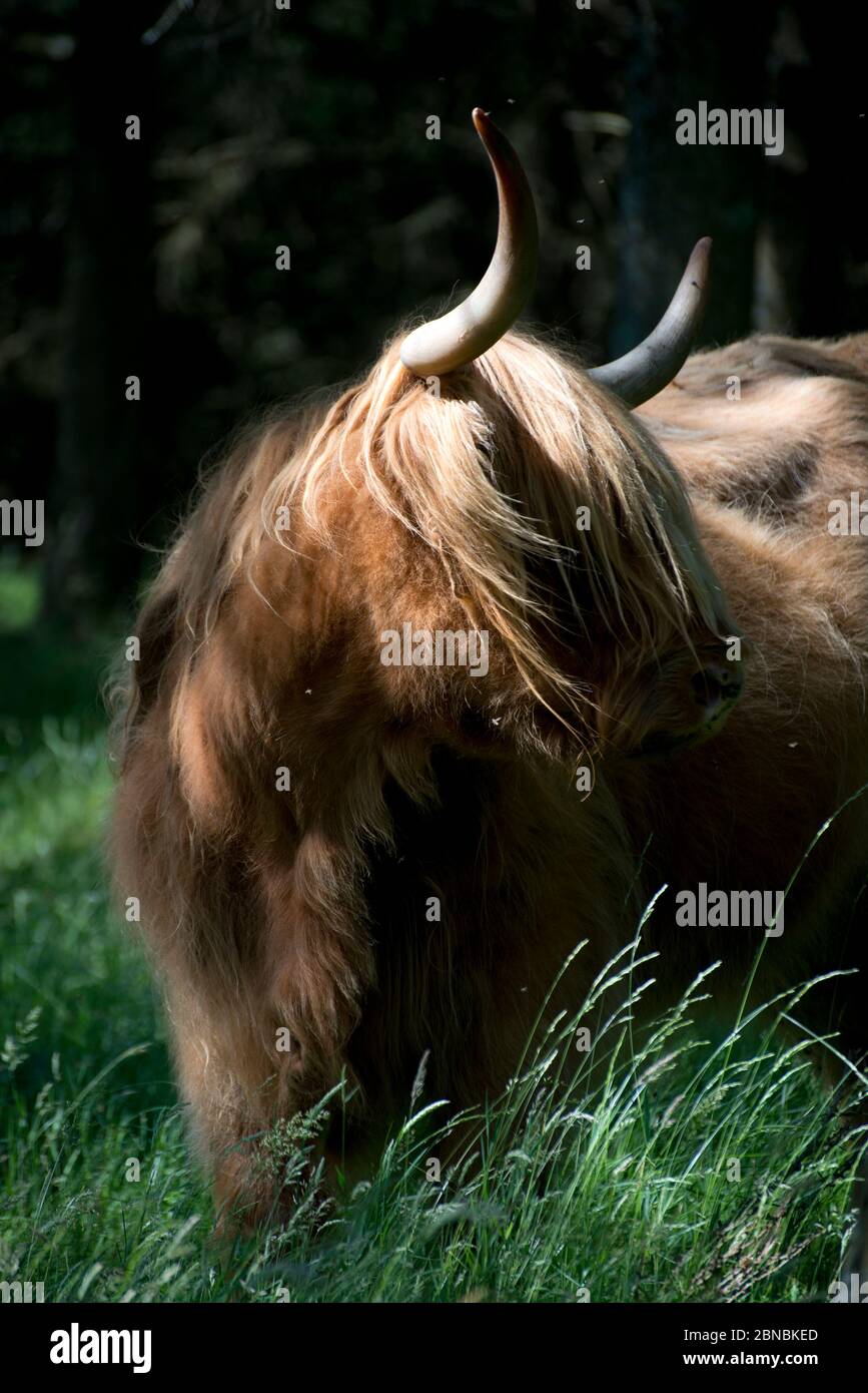 Brown Highland Cow, Bos Taurus, auf dem Anwesen von Glengorm Castle, in der Nähe von Tobermory, Isle of Mull, Schottland, Großbritannien Stockfoto