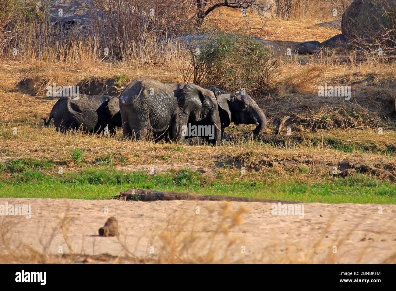 Kleine Gruppe von Elefanten mit einem Schlammbad Stockfoto