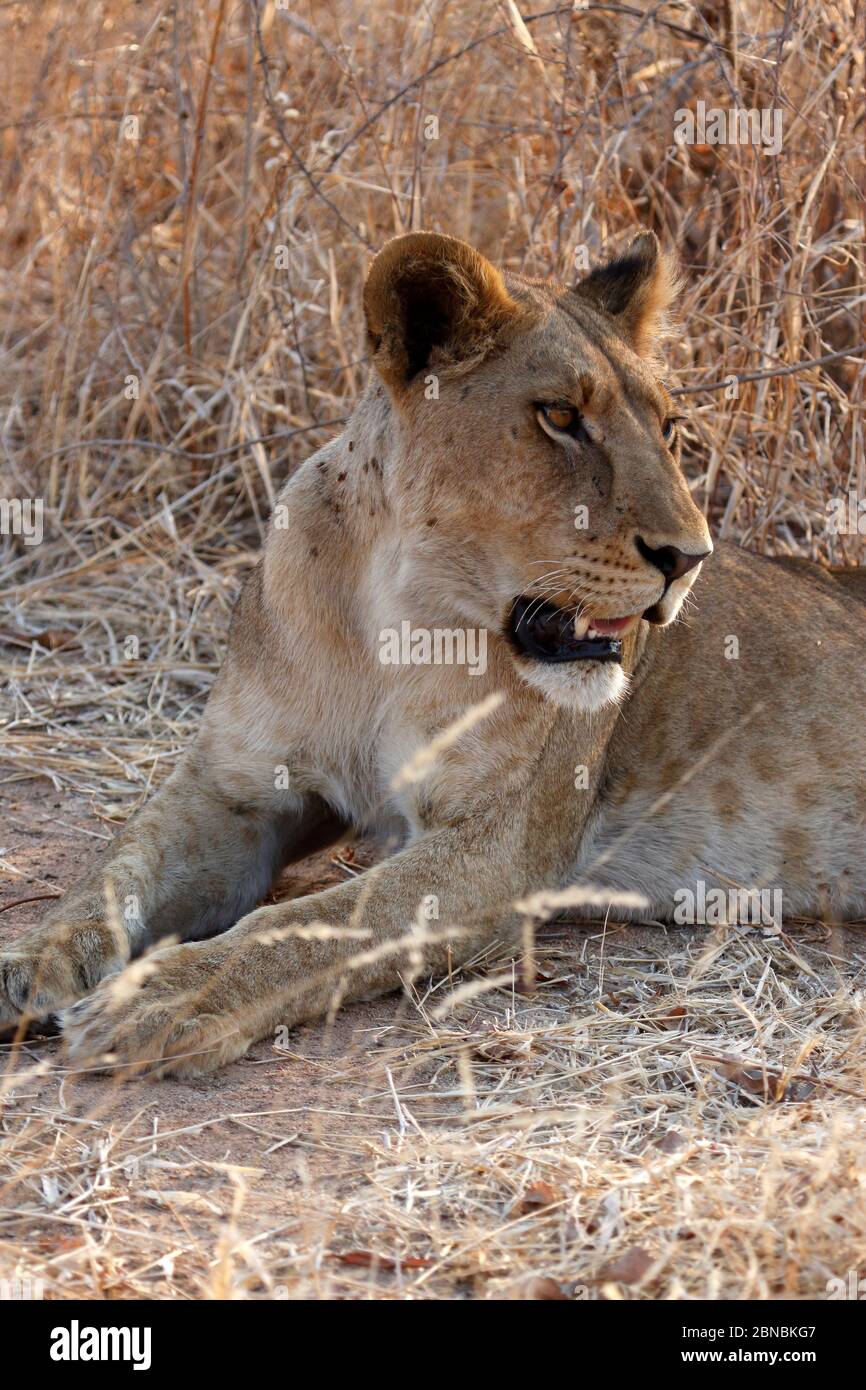 Nahaufnahme einer jungen Löwin mit blutsaugenden Fliegen Stockfoto