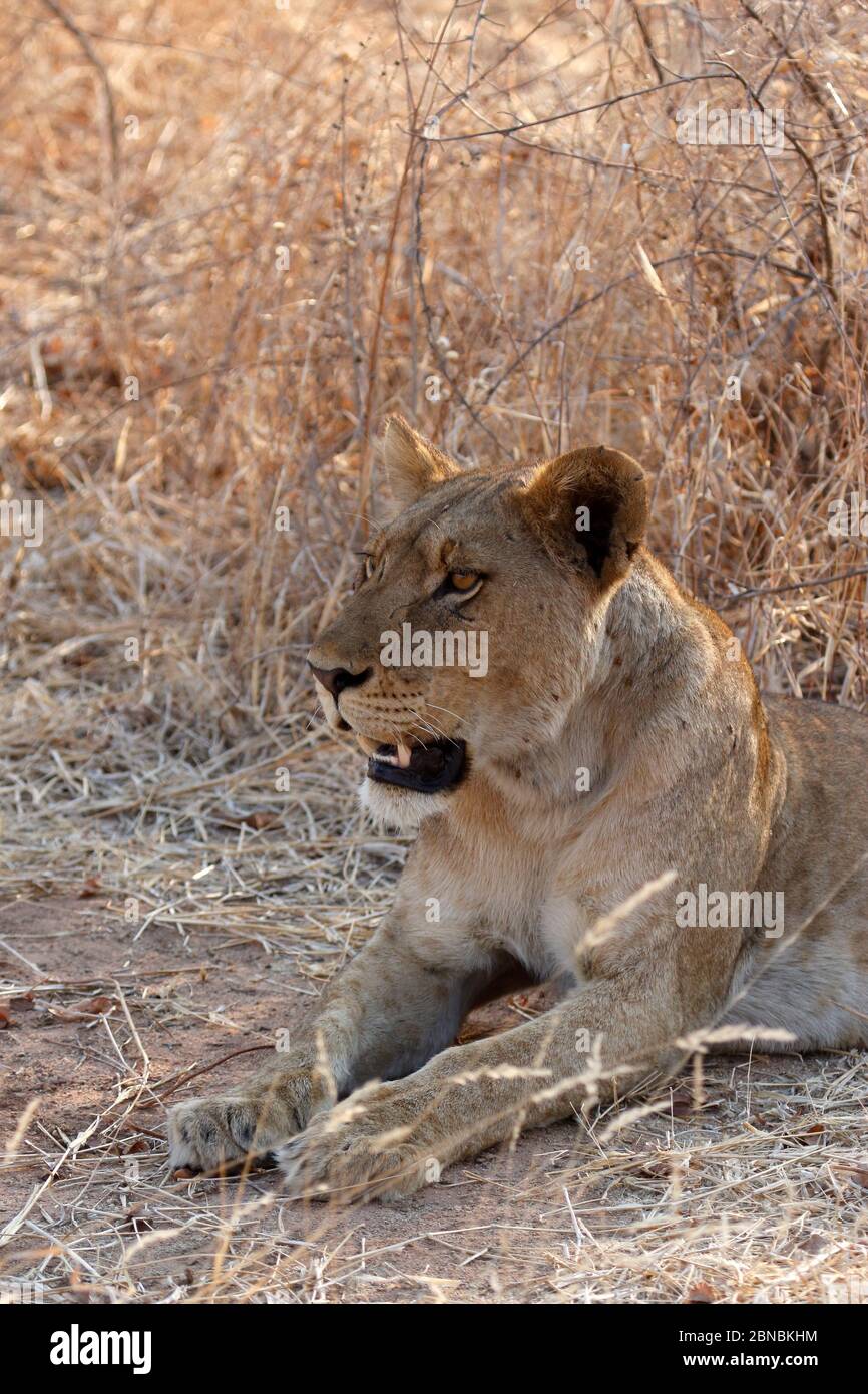 Nahaufnahme einer jungen Löwin mit blutsaugenden Fliegen Stockfoto