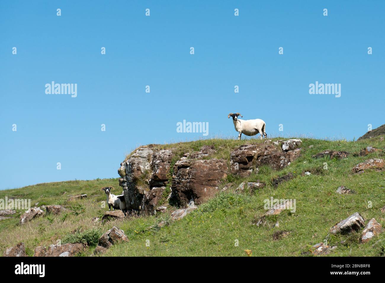 Paar Schafe, Ovis Aries, auf einem Hügel, Schloss Glengorm, in der Nähe von Tobermory, Isle of Mull, Schottland, Großbritannien Stockfoto