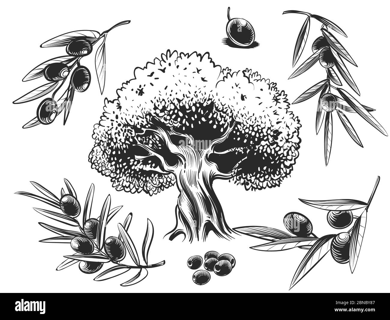 Großer Olivenbaum und Olivenzweige Hand skizziert Set isoliert auf weiß Stock Vektor