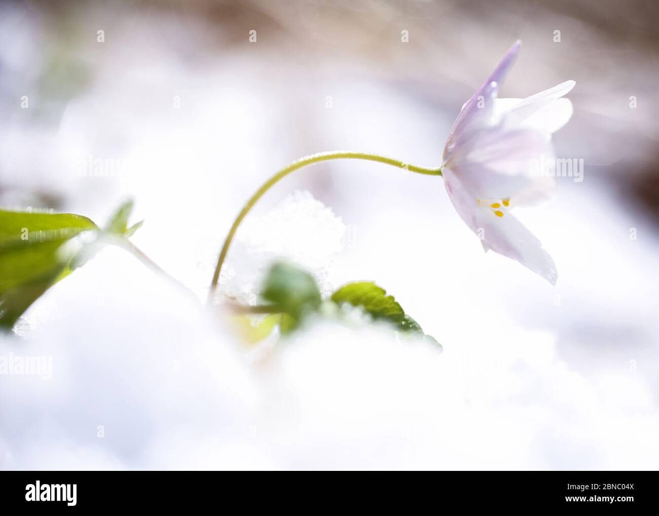 Schneesturm Blume Stockfotos und -bilder Kaufen - Alamy