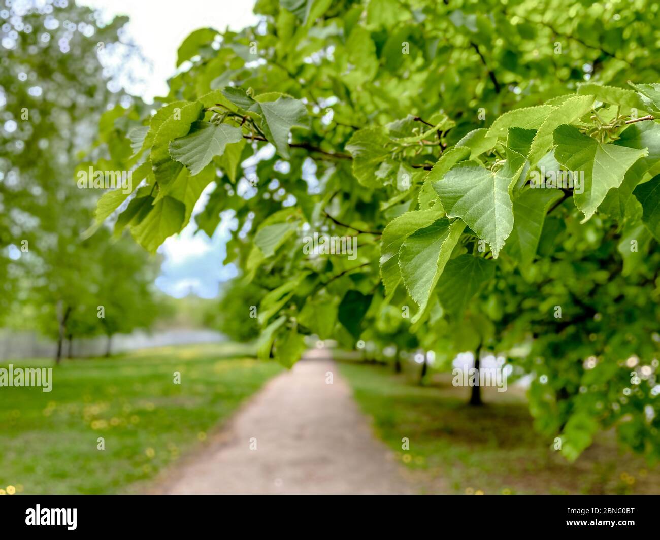 Bäume und Pfad im Park. Das Konzept von Ruhe und Freizeit. Stockfoto