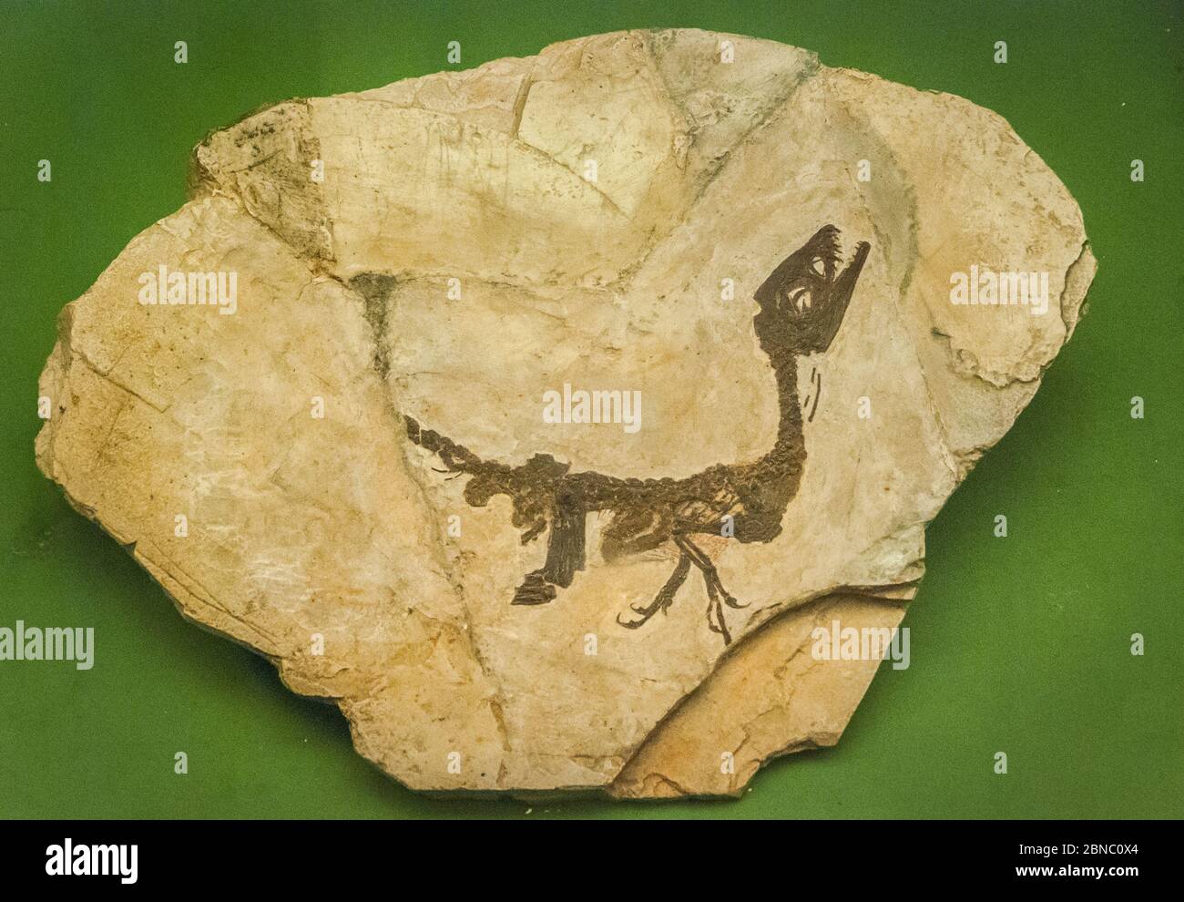 Rekonstruktion des Fossils des Scipionyx samniticus, Gattung des compsognathiden theropod Dinosauriers aus der frühen Kreide Italiens, Naturhistorisches Museum Stockfoto