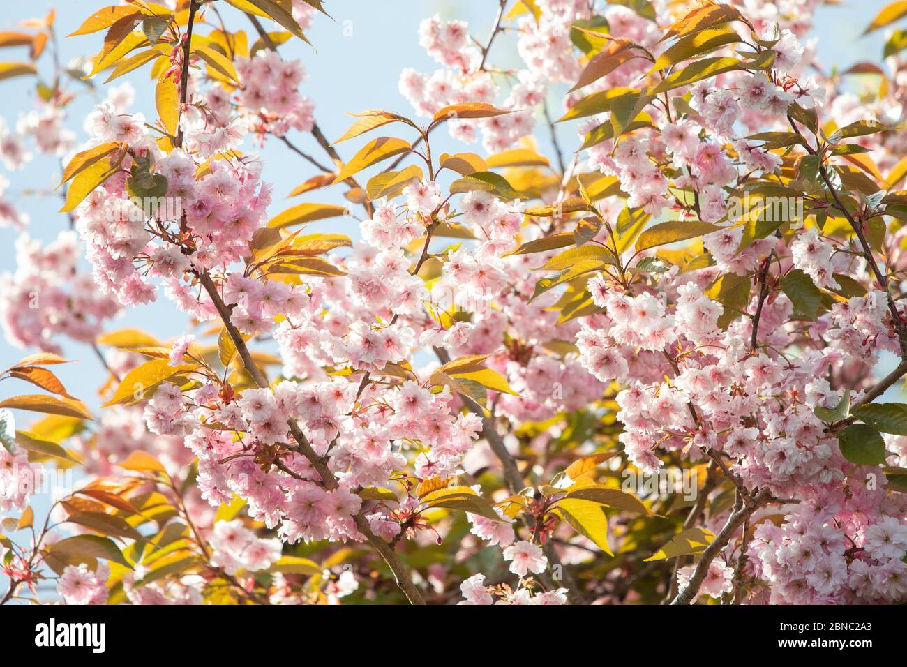 Kirschblüte rosa Blüten Hintergrund Stockfoto