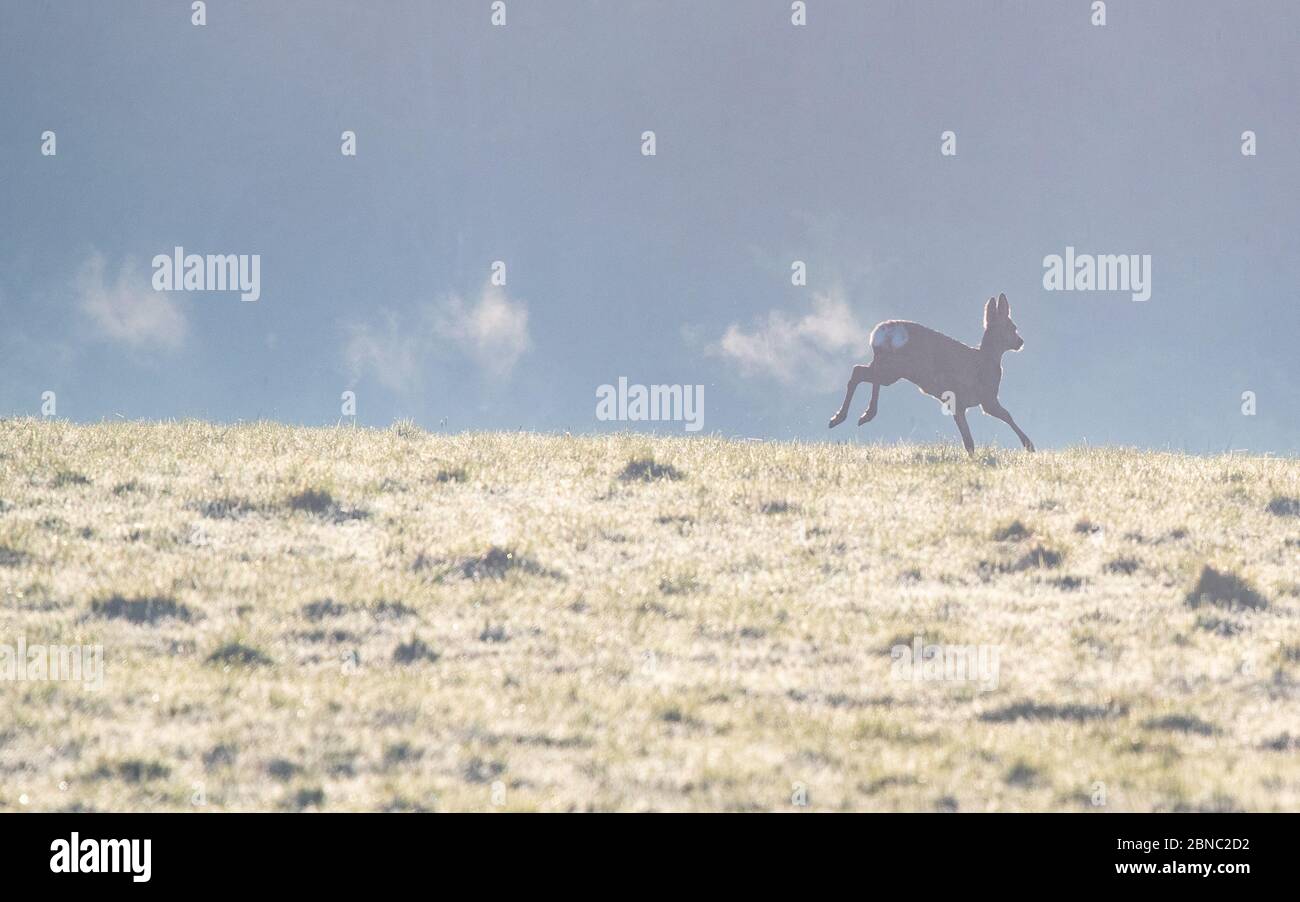 Atmen Sie in der kalten Luft, die man sehen kann, wie ein Reh am kalten Morgen über ein Feld läuft - Schottland, Großbritannien Stockfoto