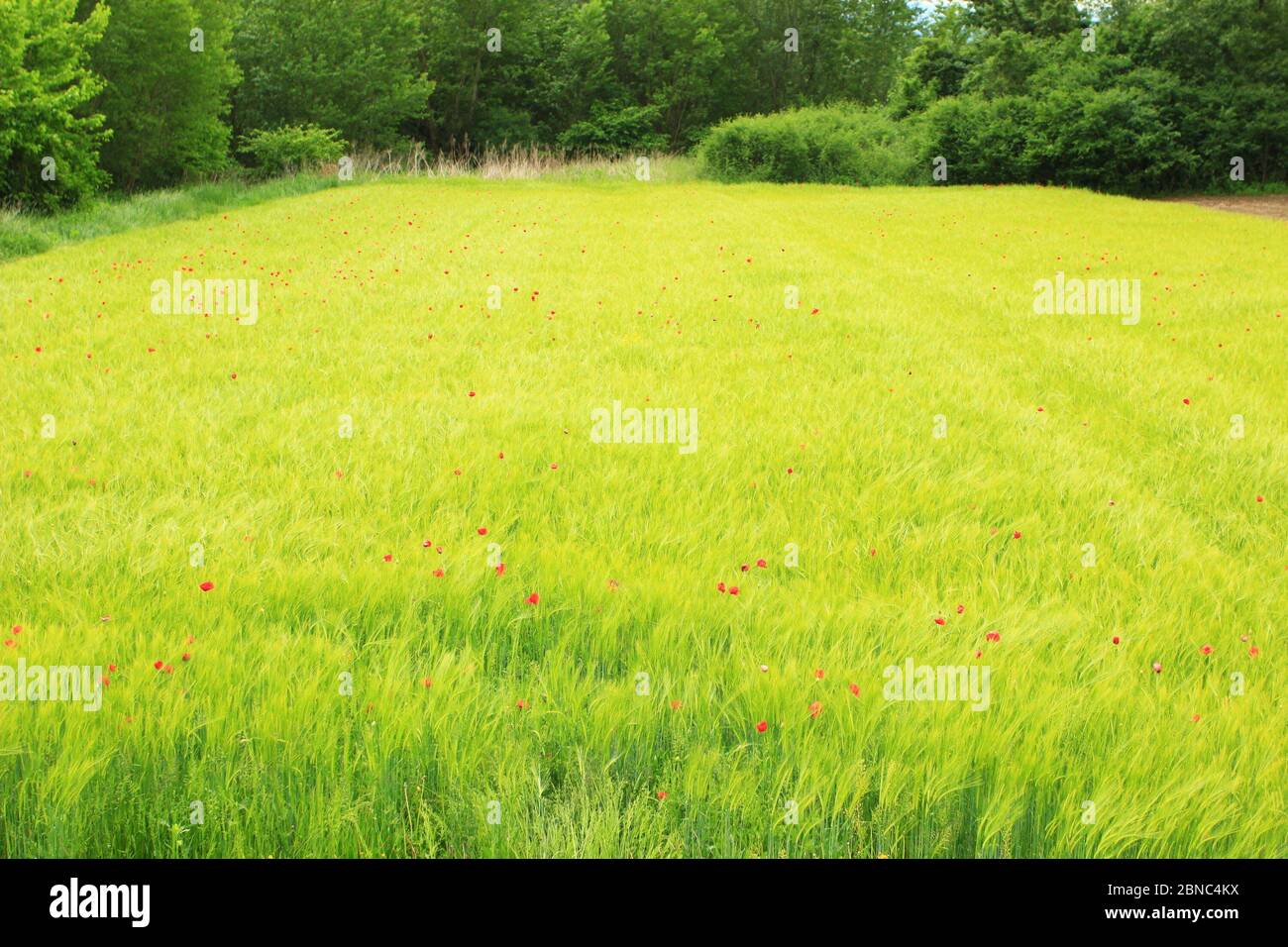 Mohn blüht im grünen Weizenfeld Stockfoto