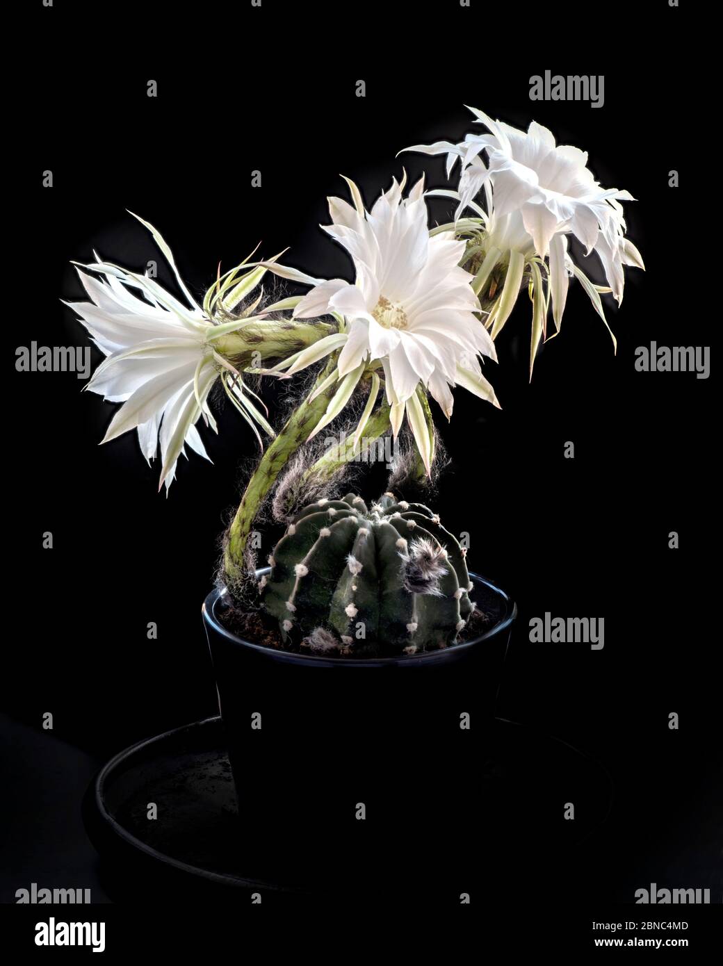 Kleiner Topf mit stacheligen Cereus Kaktus, der in der dunklen Nacht vor schwarzem Hintergrund blüht Stockfoto