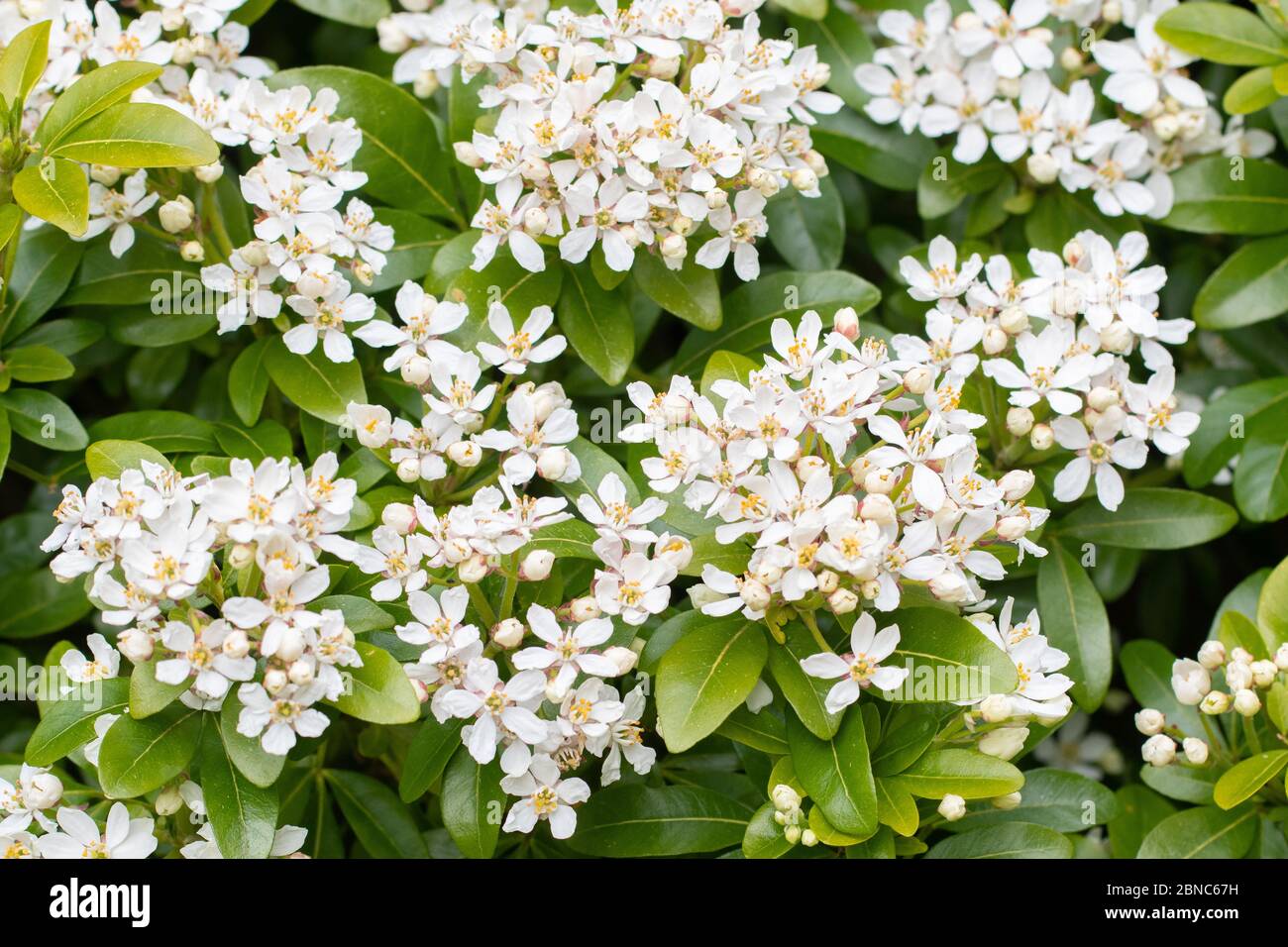 Choisya ternata - mexikanische Orangenblüte - in Blüte in Schottland, Großbritannien Stockfoto