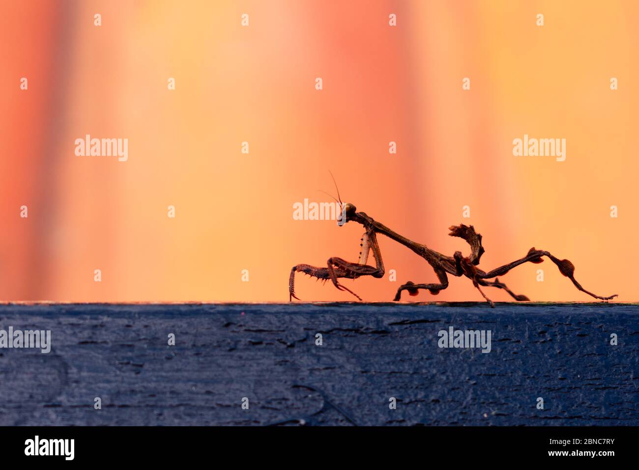 Vampir-Gottesanbeterin oder betende Gottesanbeterin auf schwarzer Oberfläche und orangenen Hintergrund Jagd Tier zwei Stockfoto