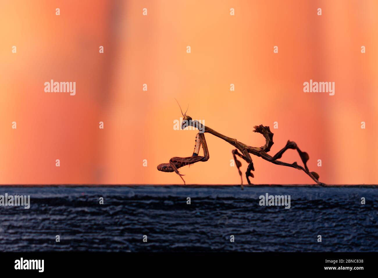 Vampir-Gottesanbeterin oder betende Gottesanbeterin auf schwarzer Oberfläche und orangenen Hintergrund Jagd Tier One Stockfoto