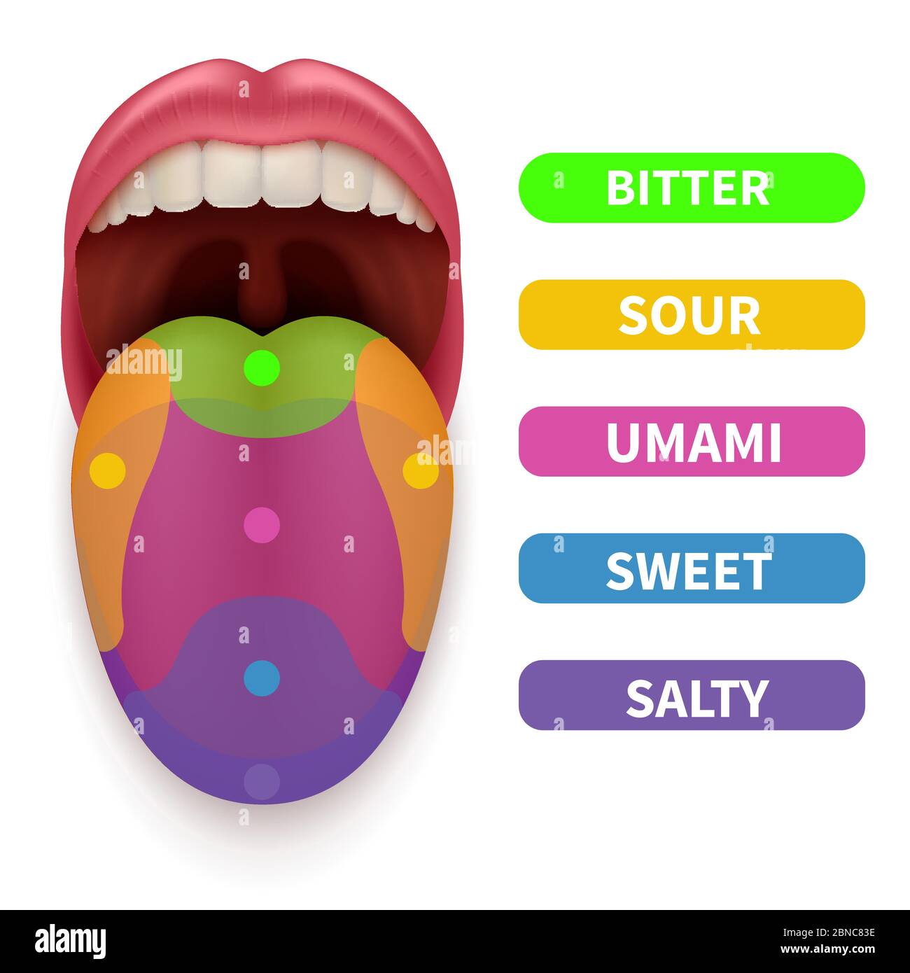 Realistische Zunge mit grundlegenden Geschmacksbereichen. Verkostung Karte in menschlichen Mund Vektor-Illustration. Umami und salzig, bitter und sauer Stock Vektor