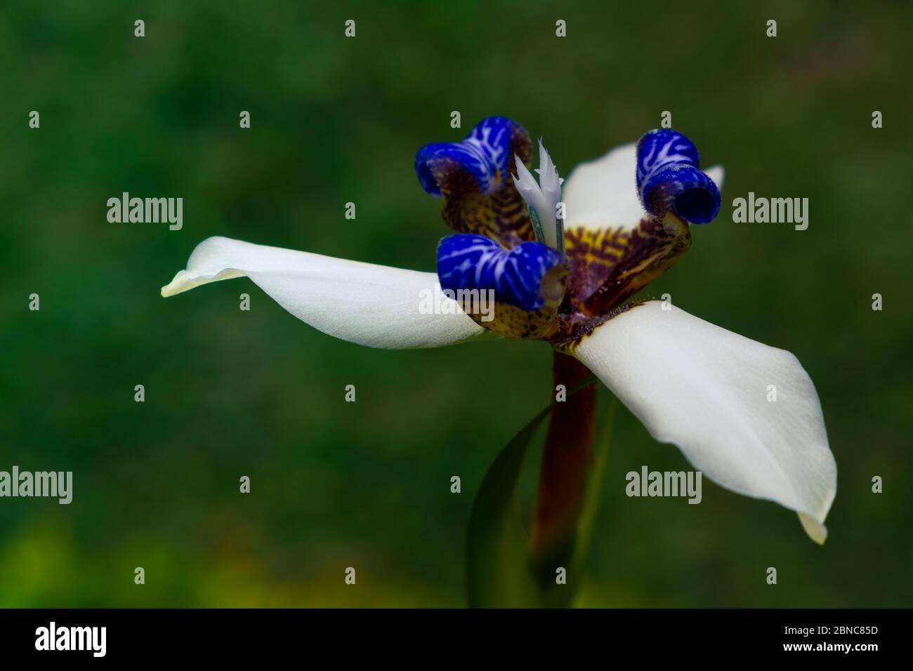 Schöne Neomarica gracilis blühte im Frühjahr, Blume, die nur einen Tag blüht, dann stirbt vier pic Stockfoto